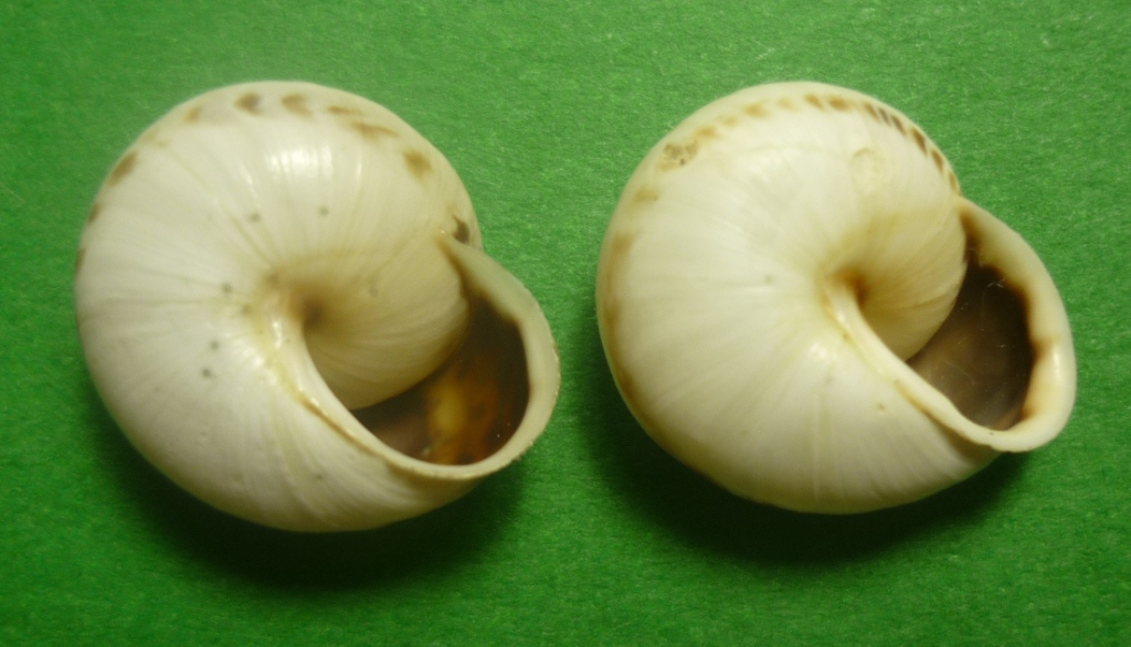 Marmorana muralis